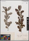 Foto von Salix cinerea L.